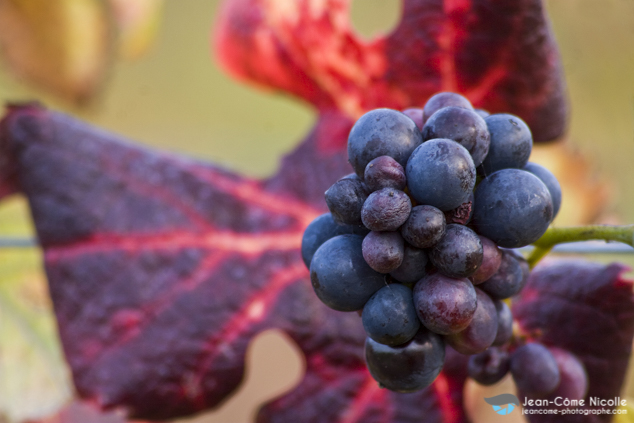 Images du vignoble de champagne et des cultures agricoles