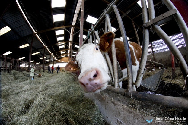 serie photo animaux de la ferme