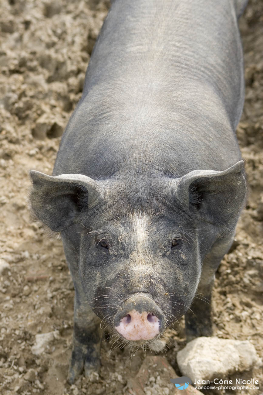 Série photo d'animaux de ferme par Jean-Côme NICOLLE - Photographe