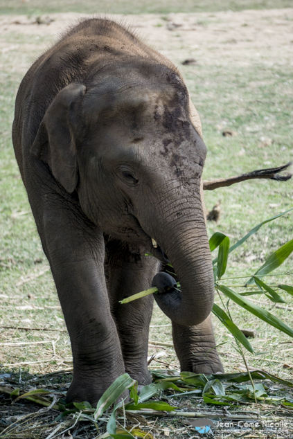 Elephant Nature Park, le paradis des éléphants