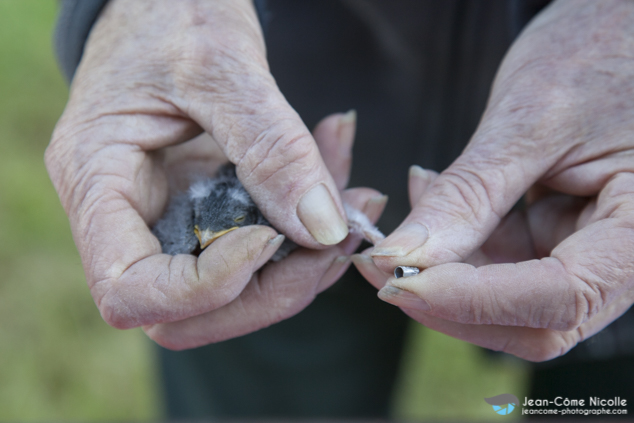 Baguage des hirondelles de fenêtre (Delichon urbicum)