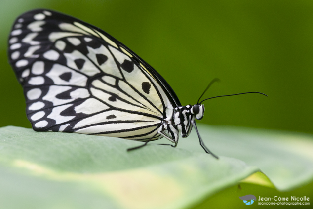 Grand Planneur (Idea leuconoe) posé sur une feuille. Papillon d'Asie du Sud-Est il plane pendant des heures avant de se reposer pendant les heures ensoleillées.