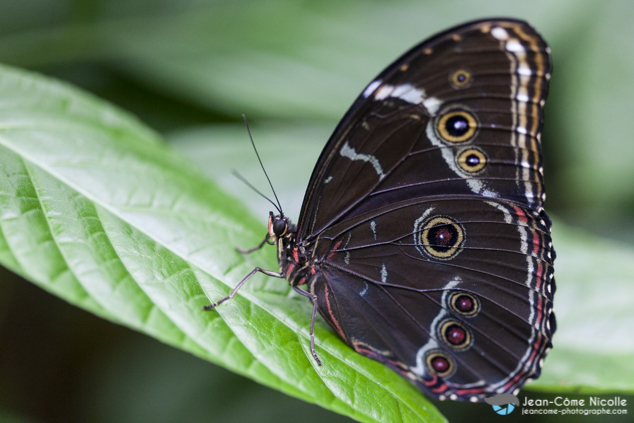 Morpho achilles posé sur une feuille ailes refermées. Papillon présent en forêts humides en Amérique du Sud.