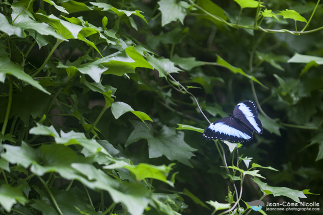 Morpho achilles posé sur une feuille ailes ouvertes. Papillon présent en forêts humides en Amérique du Sud.