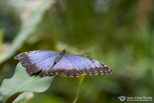 Morpho peleides posé ailes ouverte sur une feuille. Ce papillon présent surtout en Amérique centrale utilise le brillant de ses ailes pour effrayer ses prédateurs en les agitant rapidement.